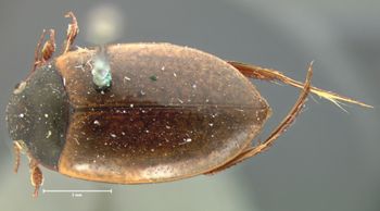 Media type: image;   Entomology 6058 Aspect: habitus dorsal view